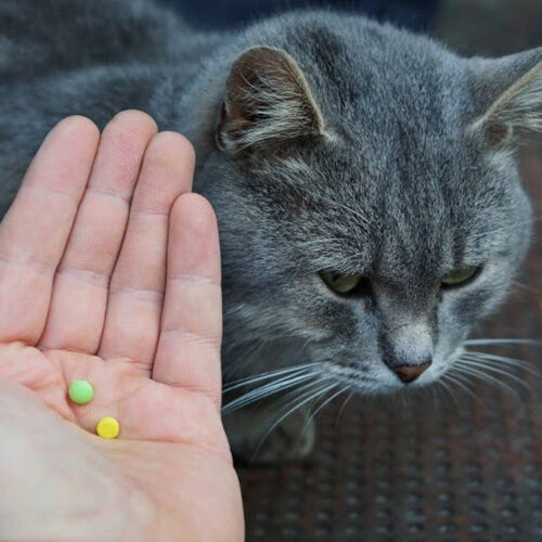 И коту лекарства…