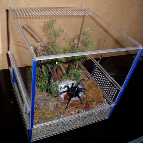 ТОП — 25 пауков для домашнего содержания